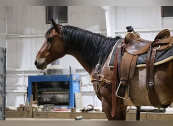 Quarter horse américain, Hongre, 9 Ans, Roan-Bay
