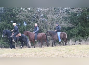 Quarter horse américain Croisé, Hongre, 9 Ans, Roan-Bay