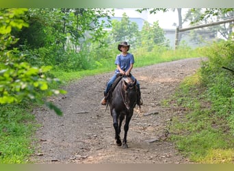 Quarter horse américain, Hongre, 9 Ans, Rouan Bleu