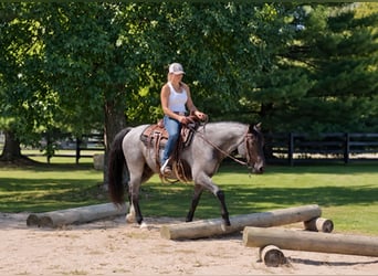 Quarter horse américain, Hongre, 9 Ans, Rouan Bleu