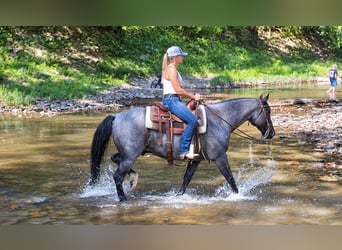Quarter horse américain, Hongre, 9 Ans, Rouan Bleu