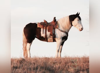 Quarter horse américain, Hongre, 9 Ans, Tobiano-toutes couleurs