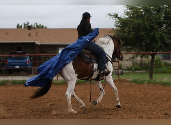 Quarter horse américain, Hongre, 9 Ans, Tobiano-toutes couleurs