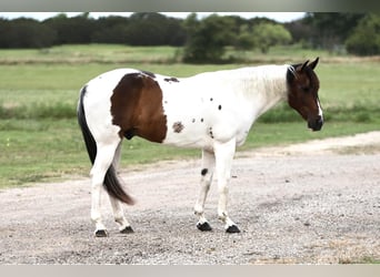 Quarter horse américain, Hongre, 9 Ans, Tobiano-toutes couleurs