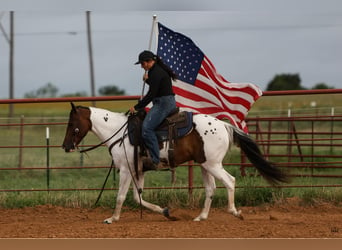 Quarter horse américain, Hongre, 9 Ans, Tobiano-toutes couleurs