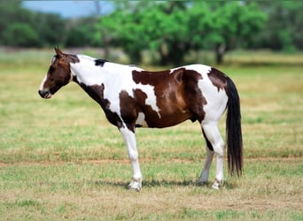 Quarter horse américain, Hongre, 9 Ans, Tobiano-toutes couleurs