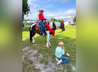 Quarter horse américain, Hongre, 9 Ans, Tobiano-toutes couleurs