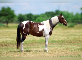 Quarter horse américain, Hongre, 9 Ans, Tobiano-toutes couleurs