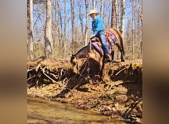 Quarter horse américain, Jument, 10 Ans, 142 cm, Buckskin
