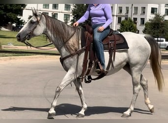 Quarter horse américain, Jument, 10 Ans, 147 cm, Gris