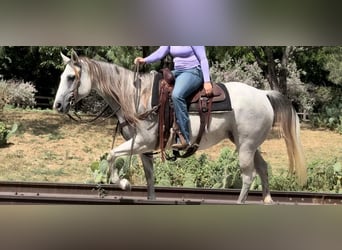 Quarter horse américain, Jument, 10 Ans, 147 cm, Gris