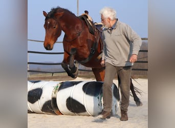 Quarter horse américain, Jument, 10 Ans, 148 cm, Bai