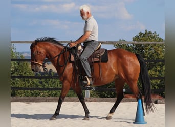 Quarter horse américain, Jument, 10 Ans, 148 cm, Bai