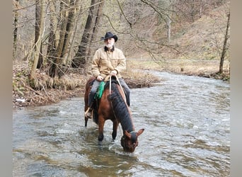 Quarter horse américain, Jument, 10 Ans, 148 cm, Bai