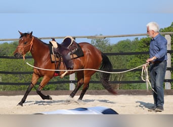 Quarter horse américain, Jument, 10 Ans, 148 cm, Bai