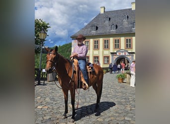 Quarter horse américain, Jument, 10 Ans, 148 cm, Bai