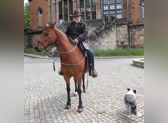 Quarter horse américain, Jument, 10 Ans, 148 cm, Bai