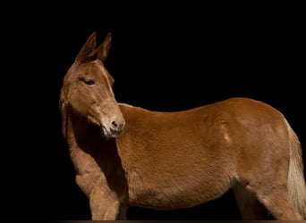 Quarter horse américain, Jument, 10 Ans, 150 cm, Alezan brûlé