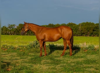 Quarter horse américain, Jument, 10 Ans, 150 cm, Alezan brûlé