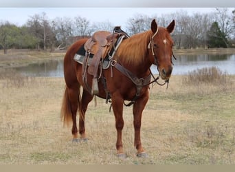 Quarter horse américain, Jument, 10 Ans, 150 cm, Alezan cuivré