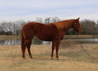 Quarter horse américain, Jument, 10 Ans, 150 cm, Alezan cuivré