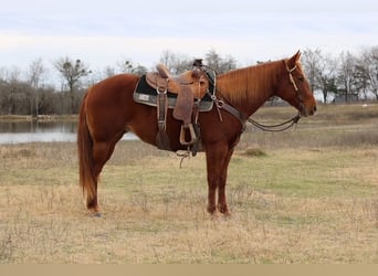 Quarter horse américain, Jument, 10 Ans, 150 cm, Alezan cuivré