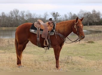 Quarter horse américain, Jument, 10 Ans, 150 cm, Alezan cuivré