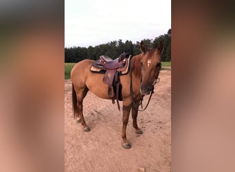 Quarter horse américain, Jument, 10 Ans, 150 cm, Alezan dun