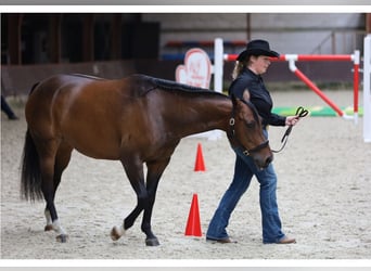 Quarter horse américain, Jument, 10 Ans, 150 cm, Bai brun