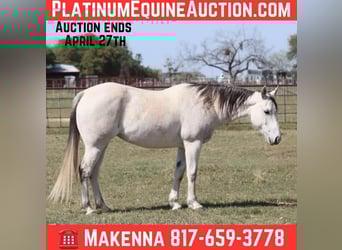 Quarter horse américain, Jument, 10 Ans, 150 cm, Gris