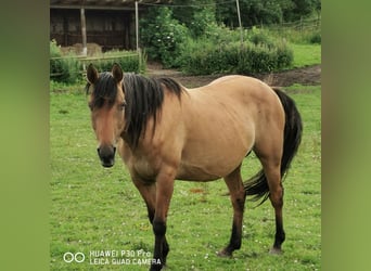 Quarter horse américain, Jument, 10 Ans, 150 cm, Isabelle