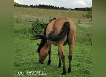 Quarter horse américain, Jument, 10 Ans, 150 cm, Isabelle