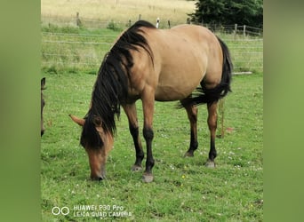 Quarter horse américain, Jument, 10 Ans, 150 cm, Isabelle