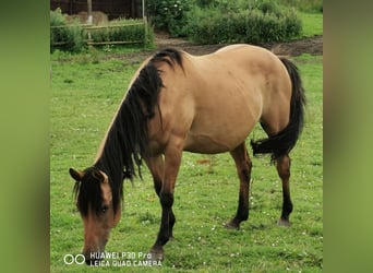 Quarter horse américain, Jument, 10 Ans, 150 cm, Isabelle