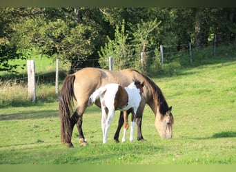 Quarter horse américain, Jument, 10 Ans, 150 cm, Isabelle