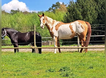 Quarter horse américain, Jument, 10 Ans, 150 cm, Overo-toutes couleurs