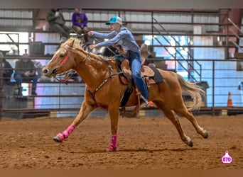 Quarter horse américain, Jument, 10 Ans, 150 cm, Palomino