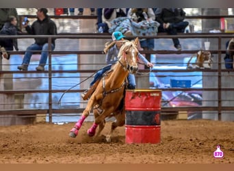 Quarter horse américain, Jument, 10 Ans, 150 cm, Palomino
