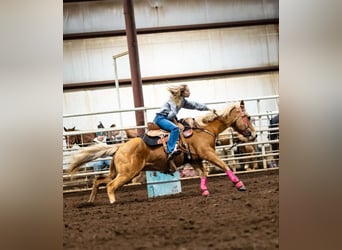Quarter horse américain, Jument, 10 Ans, 150 cm, Palomino