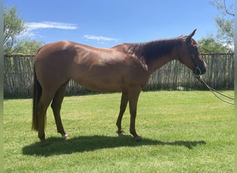Quarter horse américain, Jument, 10 Ans, 152 cm, Alezan brûlé