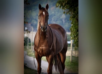 Quarter horse américain, Jument, 10 Ans, 152 cm, Alezan brûlé