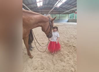 Quarter horse américain, Jument, 10 Ans, 152 cm, Alezan