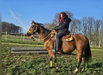 Quarter horse américain, Jument, 10 Ans, 152 cm, Bai
