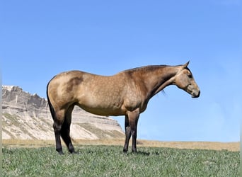 Quarter horse américain, Jument, 10 Ans, 152 cm, Buckskin