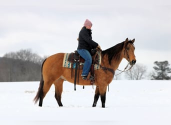 Quarter horse américain, Jument, 10 Ans, 152 cm, Buckskin