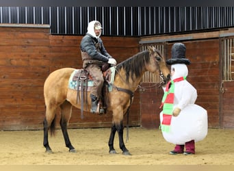Quarter horse américain, Jument, 10 Ans, 152 cm, Buckskin