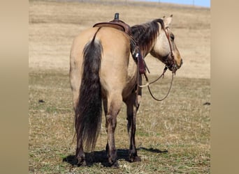 Quarter horse américain, Jument, 10 Ans, 152 cm, Buckskin