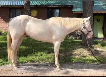 Quarter horse américain, Jument, 10 Ans, 152 cm, Cremello