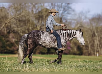 Quarter horse américain, Jument, 10 Ans, 152 cm, Gris