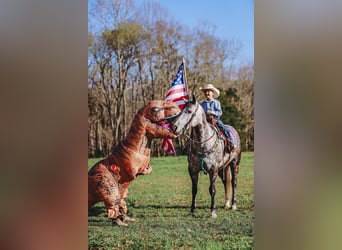 Quarter horse américain, Jument, 10 Ans, 152 cm, Gris